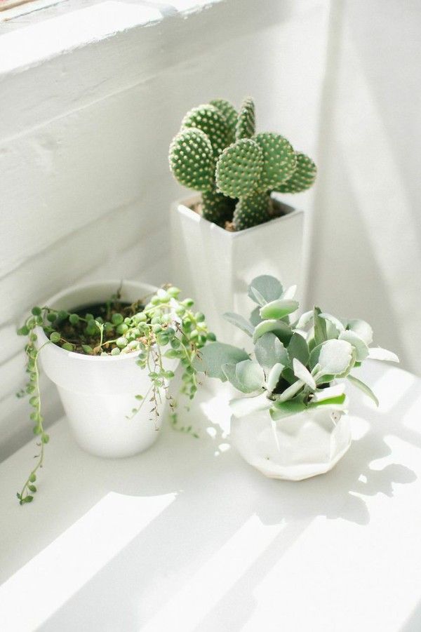 Cactussen in huis